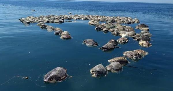 Profepa presentará denuncia penal por muerte de tortugas en Oaxaca