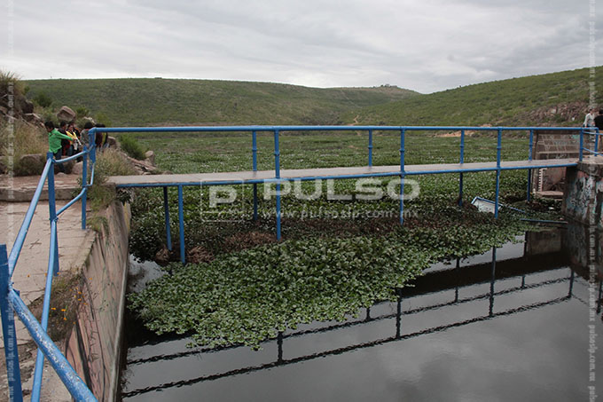 Lirio acuático invade la presa de San José FOTOGALERÍA