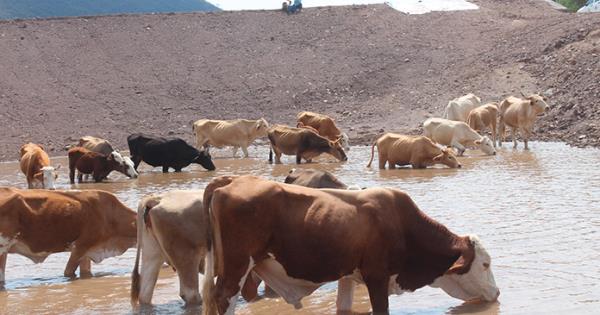 Crece El Abigeato Y Otros Delitos En La Huasteca Potosina