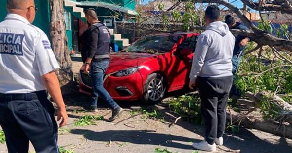 Rbol Cae Sobre Carro En La Col San Felipe