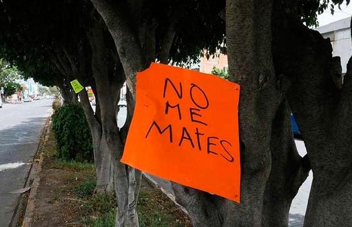 Ley Ambiental obligaría a tener censo de árboles