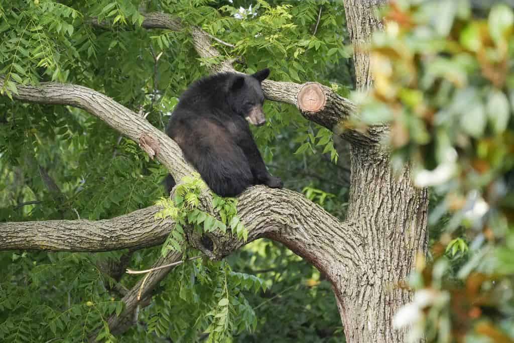 Capturan A Un Oso Negro Que Merodeaba Por Washington