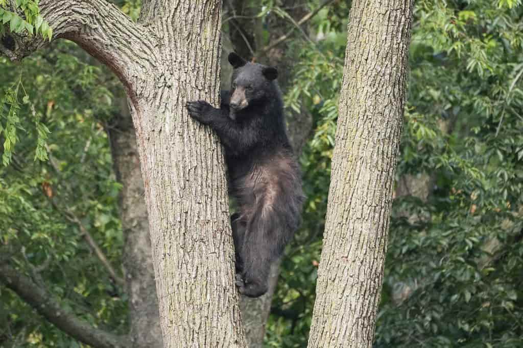 Capturan A Un Oso Negro Que Merodeaba Por Washington