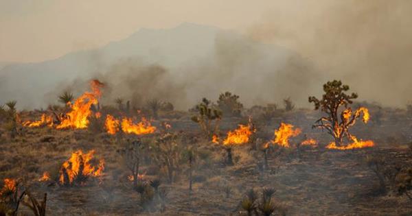 Incendio en California causa daño irreparable a los simbólicos árboles