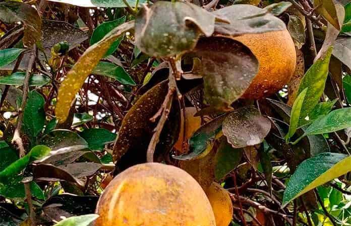 Plaga Del HLB Arrasa Los Cultivos De Naranja