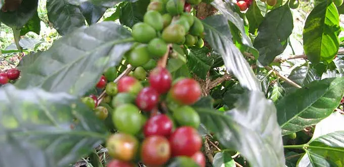 Avalan reforma para Ley de Desarrollo Sustentable de Cafeticultura