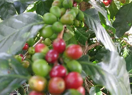 Avalan reforma para Ley de Desarrollo Sustentable de Cafeticultura