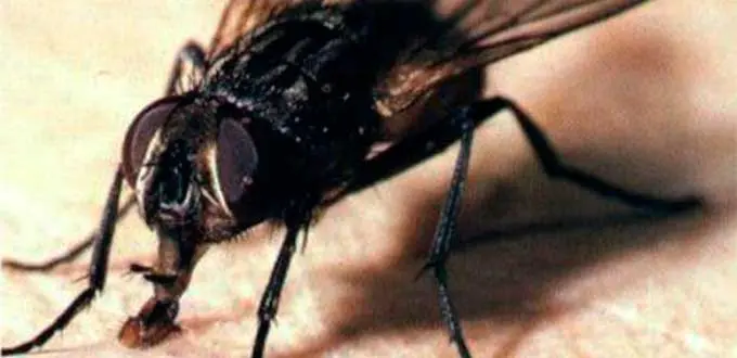 Remedio Natural para Ahuyentar Moscas de Casa y Jardín