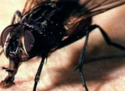 Remedio Natural para Ahuyentar Moscas de Casa y Jardín