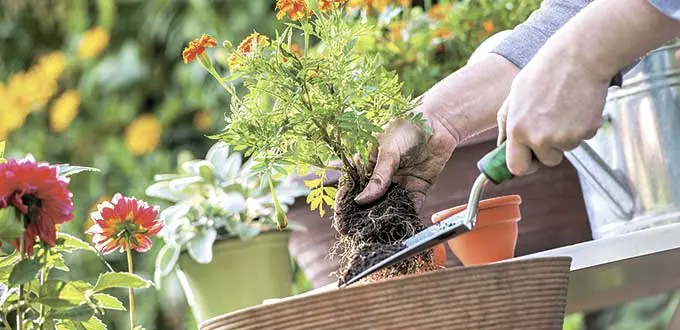 Descubre cómo revivir una planta marchita con trucos efectivos