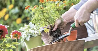Descubre cómo revivir una planta marchita con trucos efectivos