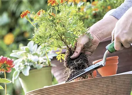 Descubre cómo revivir una planta marchita con trucos efectivos