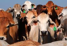 Corea del Sur activa su máximo nivel de alerta por fiebre aftosa en el centro del país