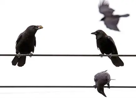 Cinco datos curiosos sobre los cuervos