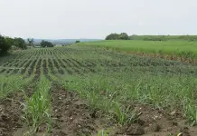 Menos agua, misma cosecha: el reto agrícola del siglo XXI