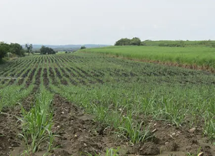 Menos agua, misma cosecha: el reto agrícola del siglo XXI