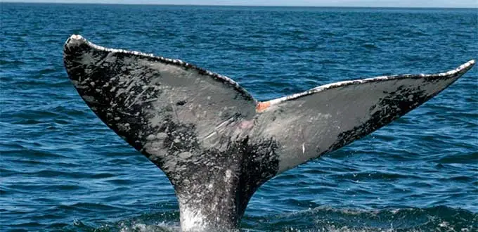 Inicia Temporada de Avistamiento de Ballena Gris en BCS con Más de 200 Ejemplares