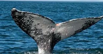 Profepa libera a ballena jorobada atrapada en red de nylon en BCS