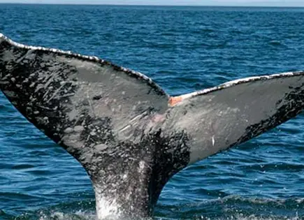 Inicia Temporada de Avistamiento de Ballena Gris en BCS con Más de 200 Ejemplares Inicia Temporada de Avistamiento de Ballena Gris en BCS con Más de 200 Ejemplares