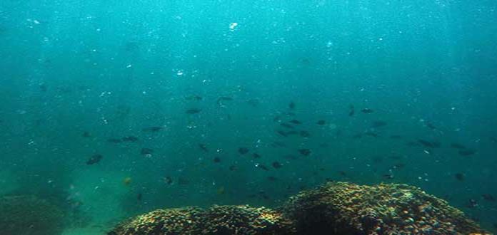 El agua del océano sin oxígeno se multiplica por cuatro, según nuevo estudio