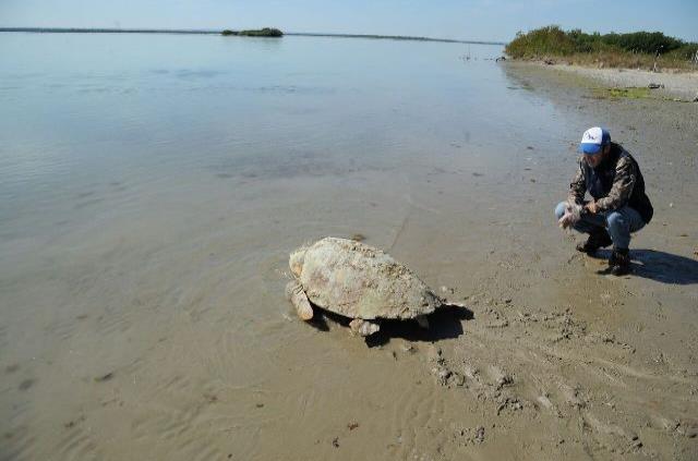Rescatan y liberan más de 200 tortugas aletargadas por el frío en playas de Tamaulipas