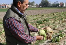 La acelga y sus beneficios durante el embarazo