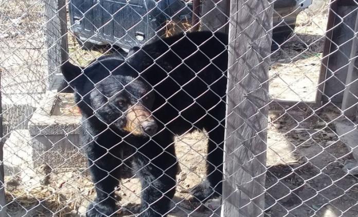 Dueño de oso que mordió a un niño acredita propiedad del animal en Durango