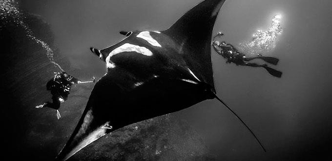 La mantarraya gigante, el diamante negro del Archipiélago de Revillagigedo