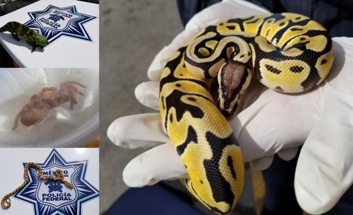 Decomisa La PF 18 especies animales y detiene a 12 presuntos delincuentes en la última semana