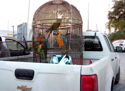 Profepa asegura 99 aves silvestres en mercado de Guadalajara