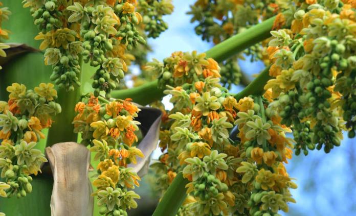 Luego de 30 años, planta extraordinariamente longeva florece en la UNAM