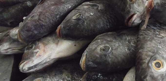 Consumo de pescados y mariscos durante todo el año beneficia la salud