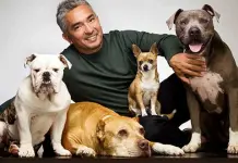 El legado de César Millán: 20 años de liderazgo canino