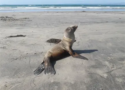 Lobos marinos en playas de BC y BCS; &iquest;qu&eacute; hacer en caso avistamientos