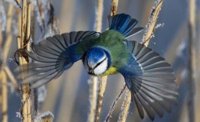 Calentamiento global altera hora de la cena de la naturaleza