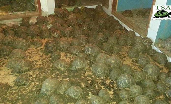 Rescatan a más de 10 mil tortugas en Madagascar; estaban en una casa sin alimento ni agua
