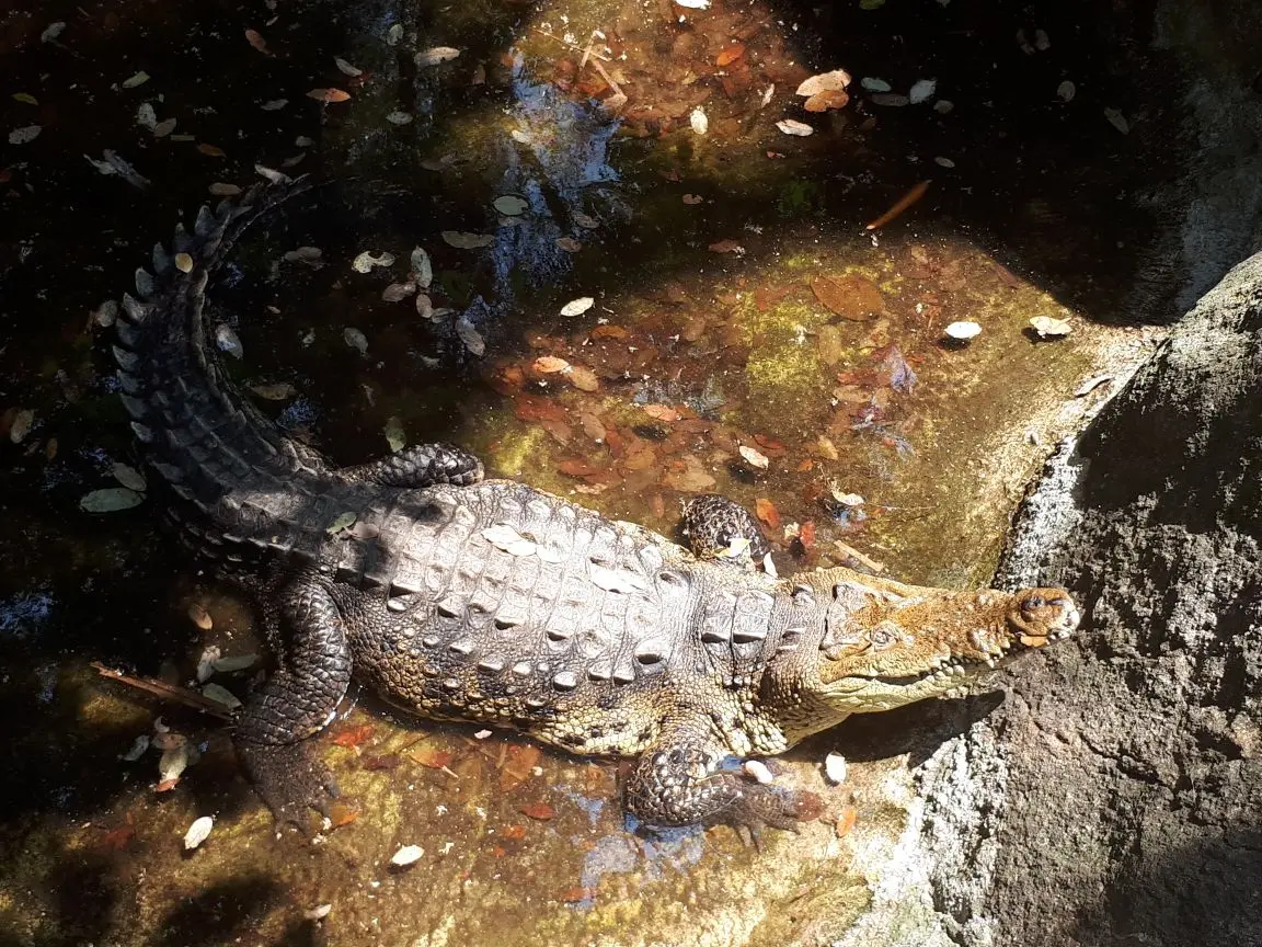 Denuncias de maltrato en Zoológico de Vallarta no son corroboradas por Profepa