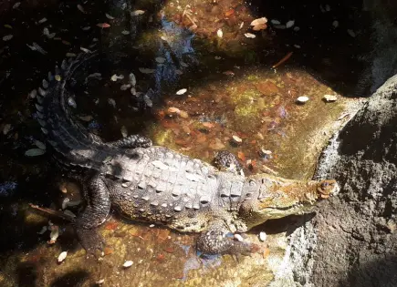 Denuncias de maltrato en Zoológico de Vallarta no son corroboradas por Profepa