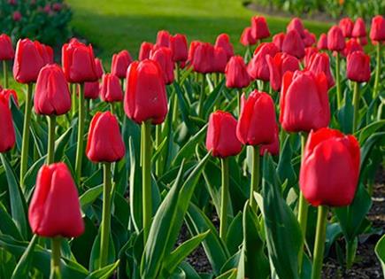 Producción destacada de tulipanes holandeses en Xochimilco