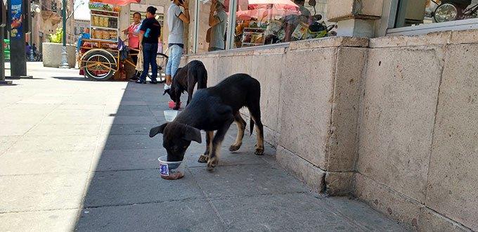 Ciudadanos responden a campaña de recipientes con agua para animales