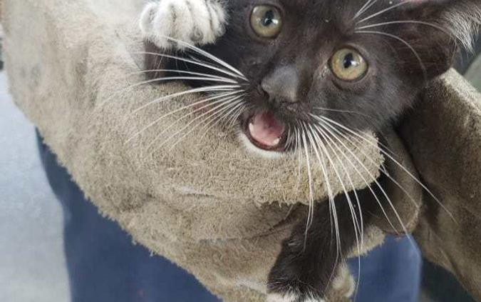 Rescatan en Reynosa a gato atrapado en puente vehicular