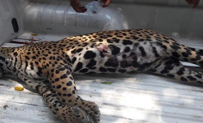 Muere jaguar por atropellamiento en carretera de Nayarit