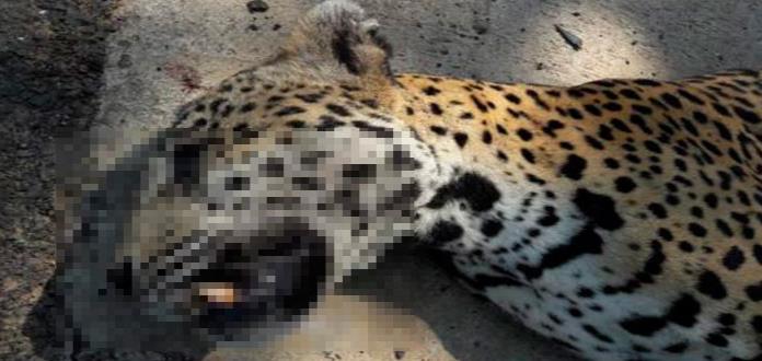 Encuentran a jaguar muerto en carretera de Nayarit