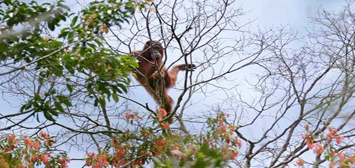 Sigue la tala en bosque indonesio pese a orden del gobierno; peligran orangutanes