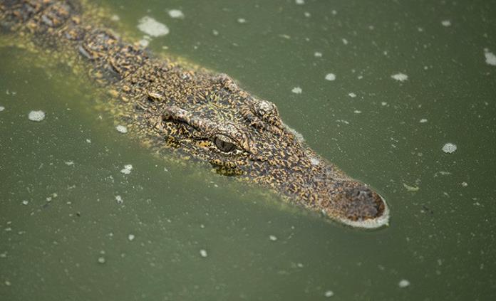 Cocodrilo devora a un pastor que bautizaba a fieles en lago de Etiopía