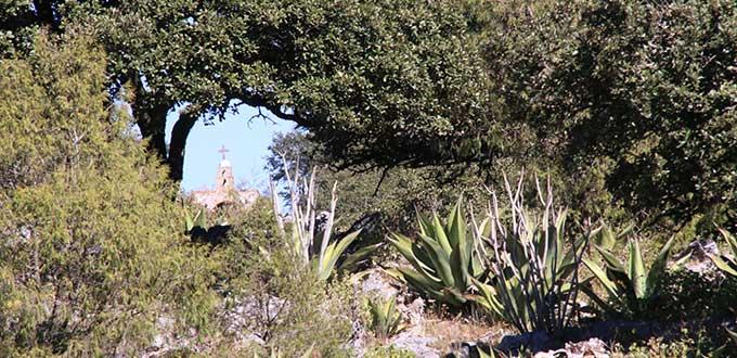 SLP colabora en la renovación de Ley Forestal