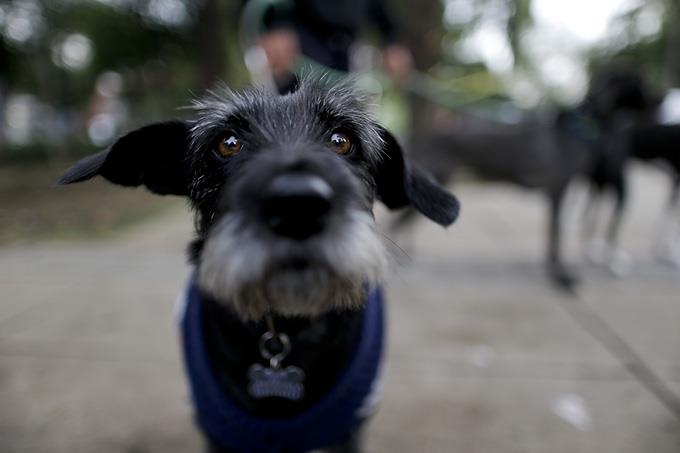 Secuestro de mascotas, nuevo negocio para cibercriminales