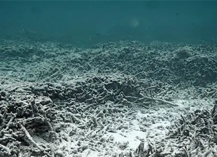Piden agilizar estudios de gen&eacute;tica de cuerpos hallados en el mar