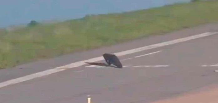 Caimán hace detener avión que acababa de aterrizar en aeropuerto de Orlando