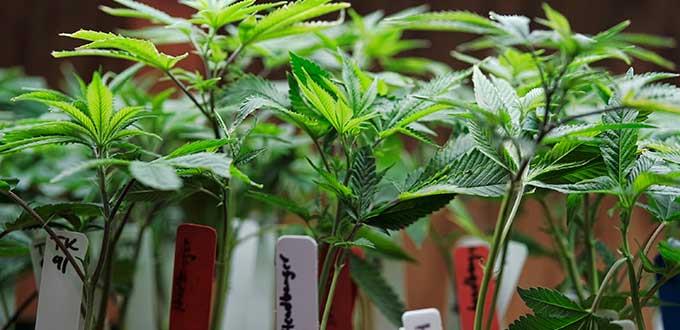 Prueban en México molécula de marihuana para revertir errores cognitivos
